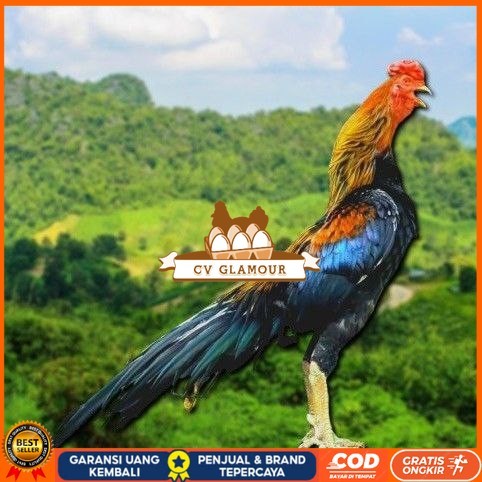 

telur ayam ekor lidi original bisa untuk di tetaskan CV GLAMOUR