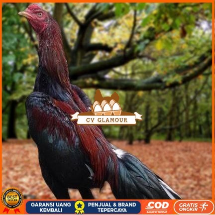 

Telur Ayam Pakhoy Ori Thailand Vertil Siap Di Tetaskan Jaminan Super Oiginal Bergaransii CV GLAMOUR