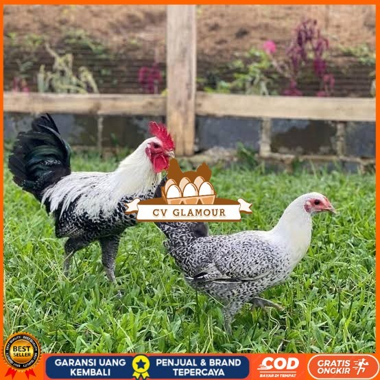 

Telur ayam arab fertil asli siap ditetaskan CV GLAMOUR