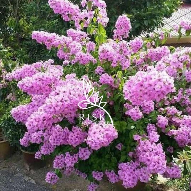 PROMO BOUGENVILLE BUNGA TUMPUK JENIS DOUBLE PURPLE