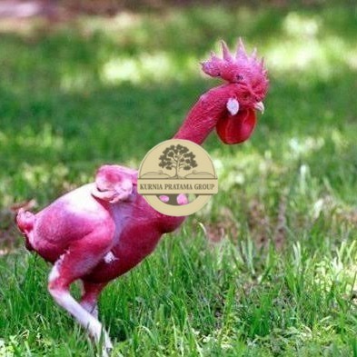 

telurr ayam tanpa bulu/ayam gundul fertil siap ditetaskan - ayam tanpa bulu KURNIA PRATAMA GROUP