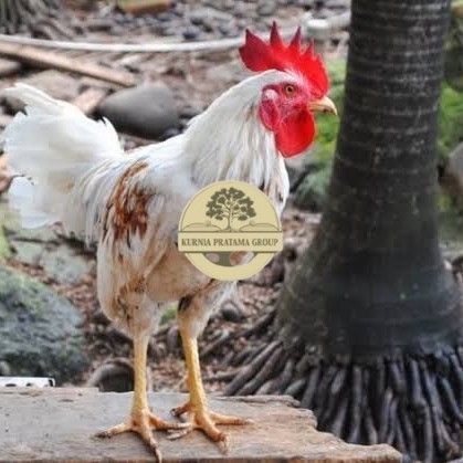 

Telur ayam ketawa dangdut slow gretek siap ditetaskan KURNIA PRATAMA GROUP