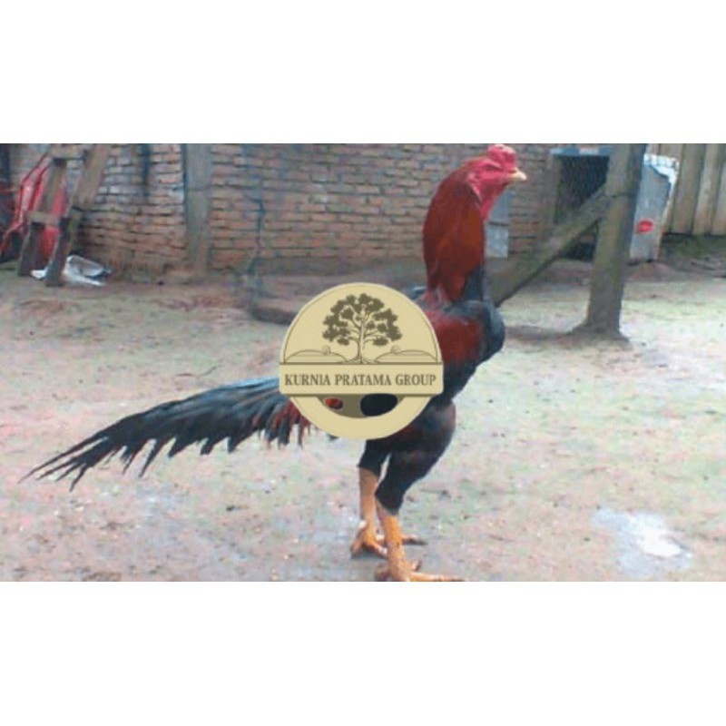 

TELUR AYAM PAKHOY TURUNAN IMPORT KURNIA PRATAMA GROUP