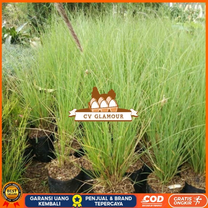 Bibit Tanaman Alang Alang Ekor Kuda/ Alang-Alang Ekor Kuda Bibit Tanaman Super Unggul CV GLAMOUR