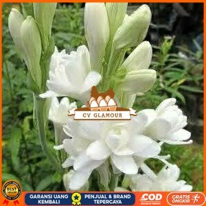 Bibit Bunga Sedap Malam Siap Berbunga Bibit Tanaman Super Unggul CV GLAMOUR