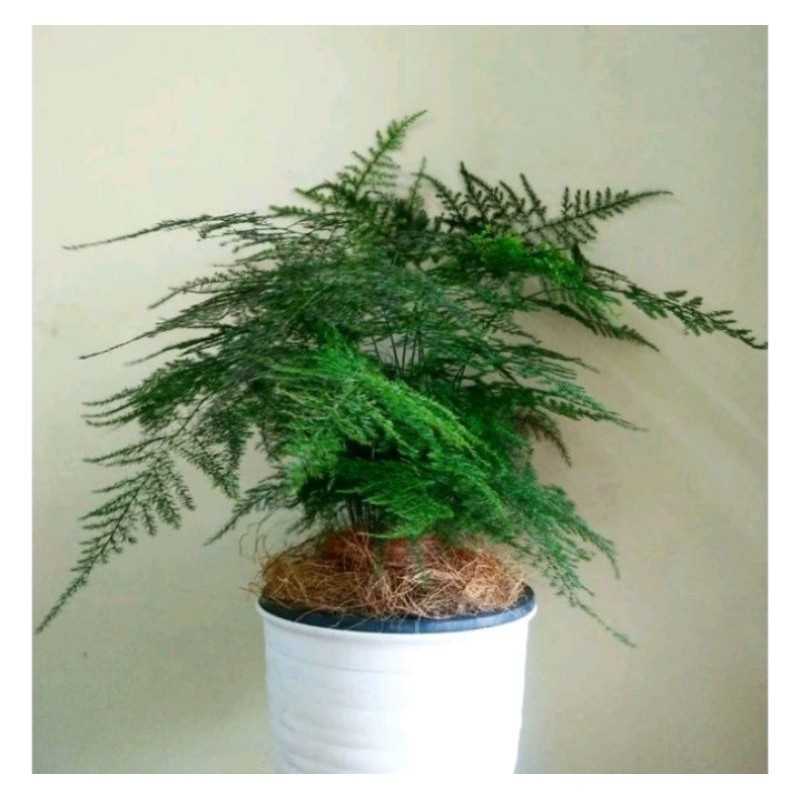 kokowa Tanaman Hias Asparagus / pakis Asparagus cantik segar