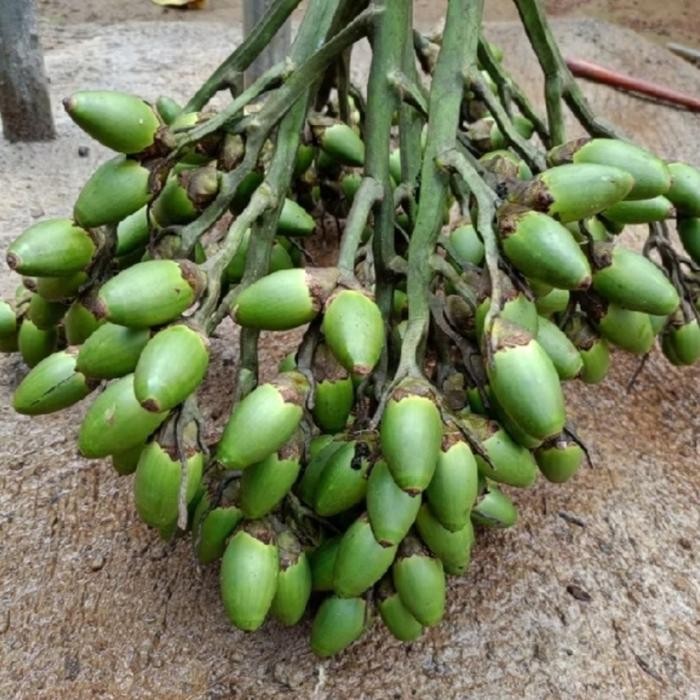 

Ready stok buah pinang ceming BUAH PINANG MUDA PREES 2KG100%