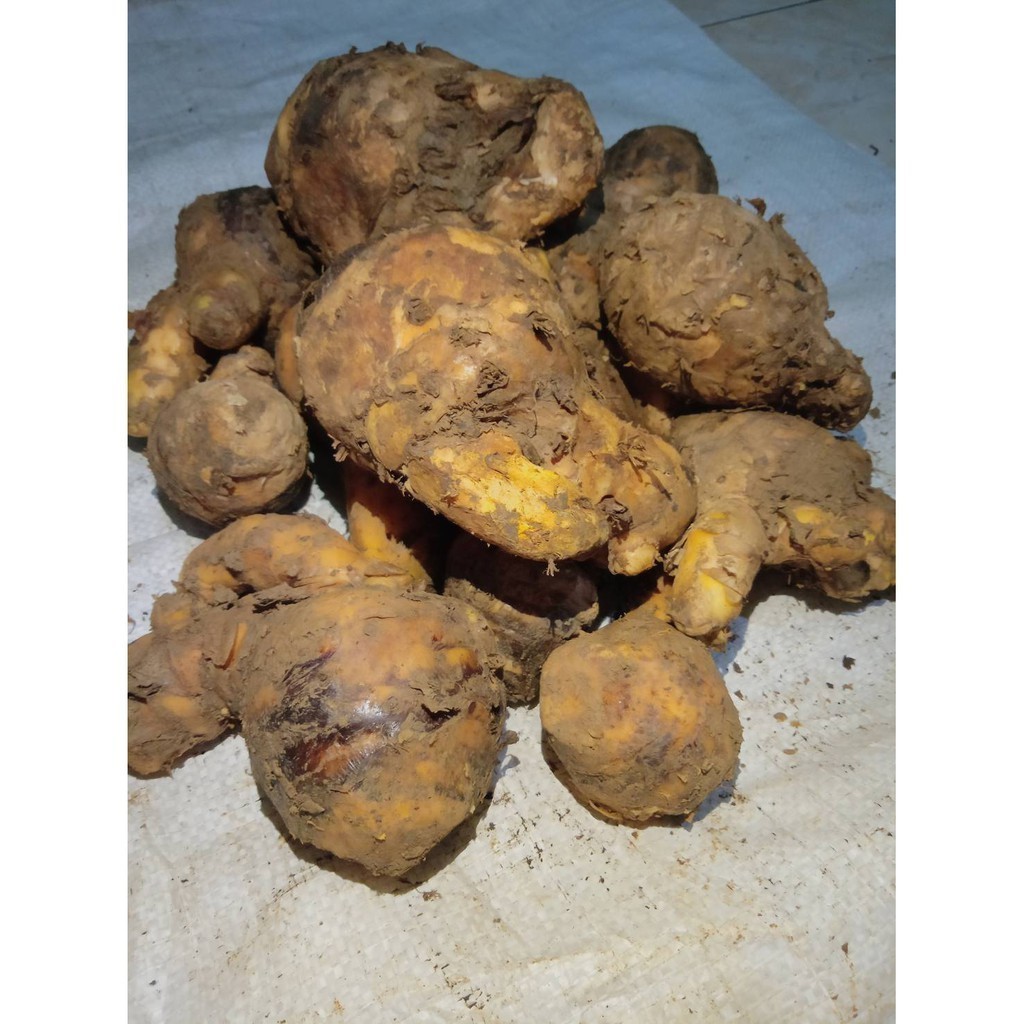 

Ready stok Temulawak SUPER 1 Kg Segar Murah Tua [COD]