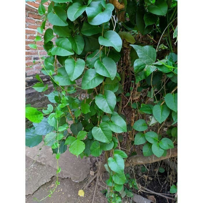 

Sahabatalam Daun binahong merah segar KC
