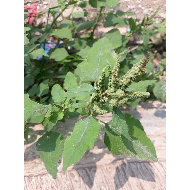 

Sahabatalam Daun Bayam Hutan atau Bayam Liar Murah 500 gram