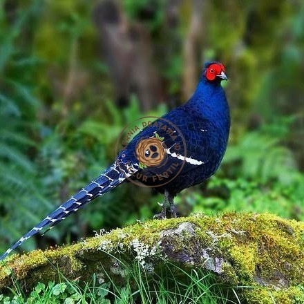 

Telur ayam hias ringneck mikado pheasant fertil untuk ditetaskan Langsung KURNIA PRATAMA ID