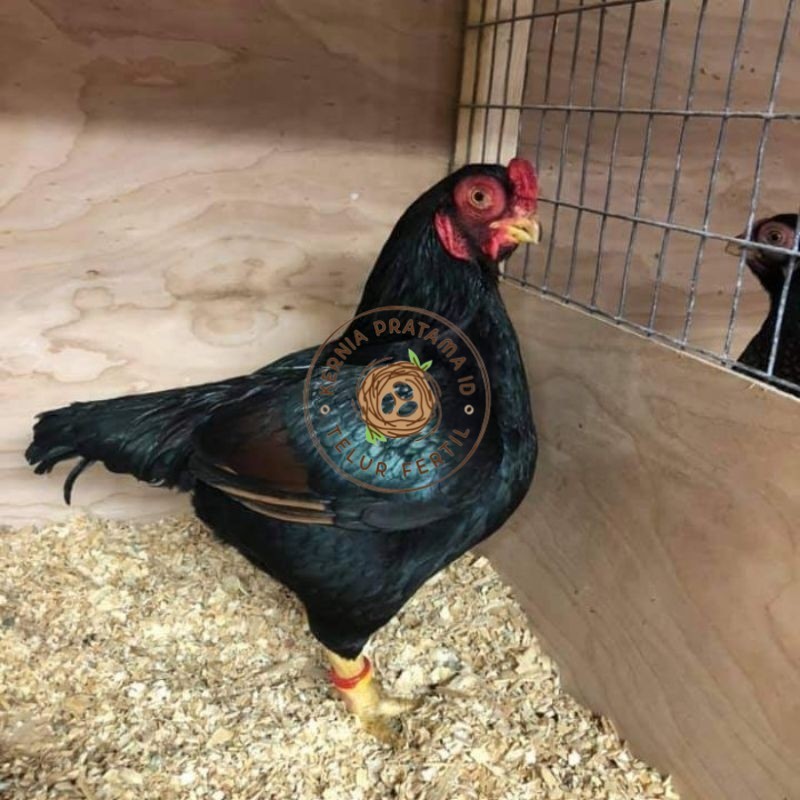 

TELUR AYAM HIAS BANTAM CORNISH UNTUK DI TETASKAN KURNIA PRATAMA ID