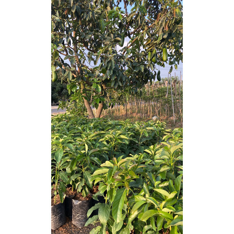 KEBUN BIBIT KEDIRI BIBIT ALPUKAT 1 meter (DESA WISATA JAMBU KEDIRI)