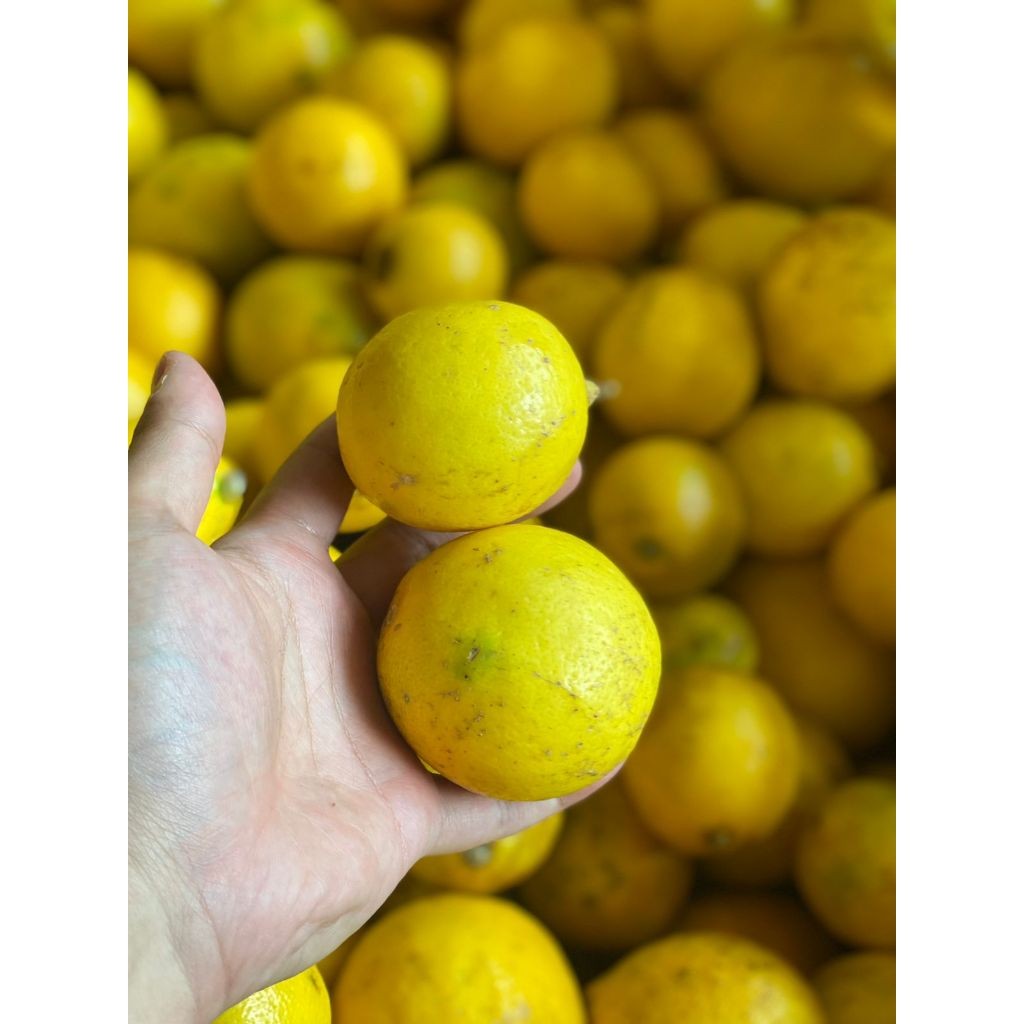 

Lemon California Fresh 1 Kg Petik Kebun - Hans Lemon