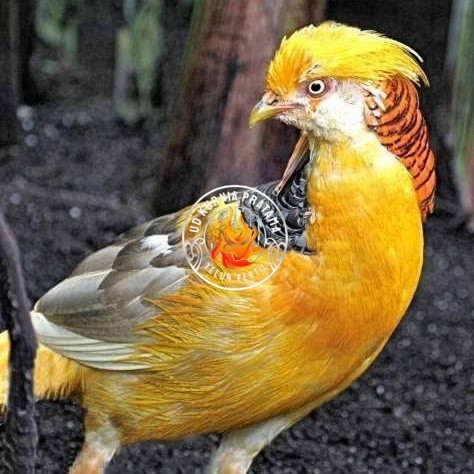 

Telur ayam hias ringneck yellow pheasant fertil siap ditetaskan UD KURNIA PRATAMA