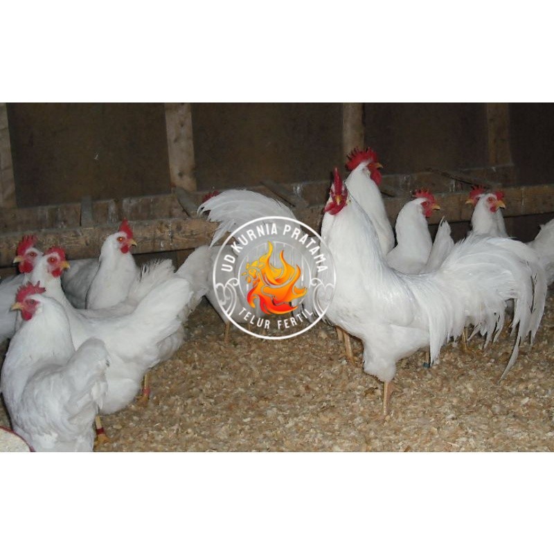 

TELUR AYAM PETELUR WHITE LEGHORN PURE LINE UNTUK DI TETASKAN UD KURNIA PRATAMA