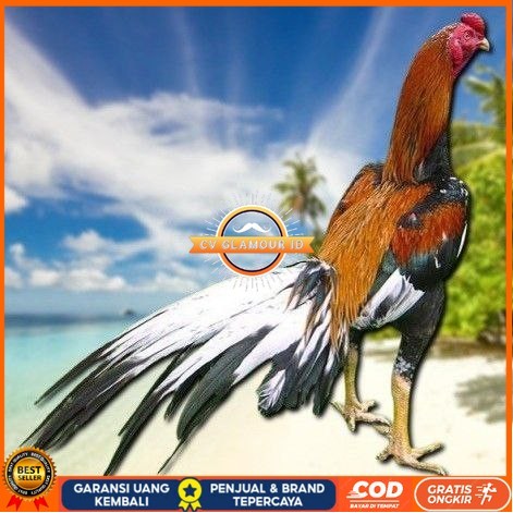 

telur ayam bangkok petarung bisa untuk di tetaskan CV GLAMOUR ID