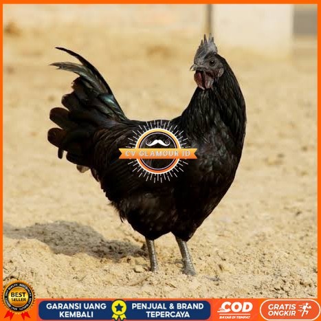 

Telur ayam cemani / telur ayam hias / telur fertil siap kirim CV GLAMOUR ID