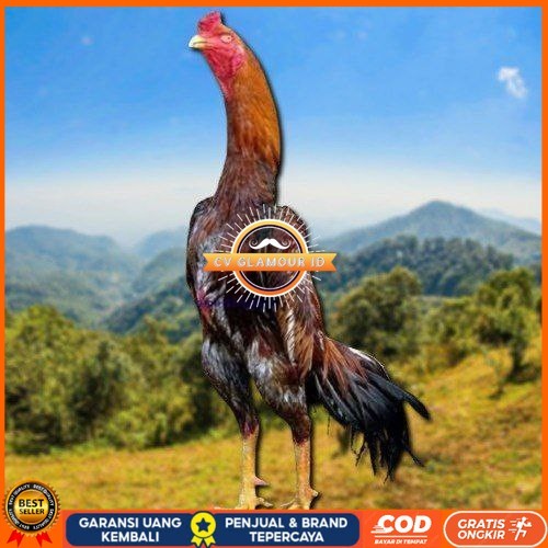 

telur tetas ayam shamo jepang ori CV GLAMOUR ID