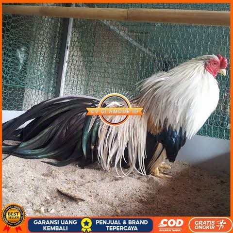 

Telur ayam hias ga tre than chau fertil bisa ditetaskan Langsung CV GLAMOUR ID