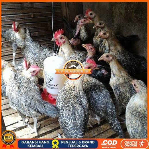 

Telur ayam arab fertil siap ditetaskan - AYAM ARAB CV GLAMOUR ID