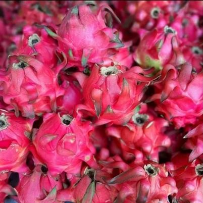 

Red Dragon Fruit/ Buah Naga merah - 800-900GR