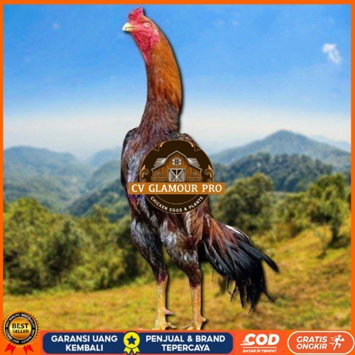 

telur tetas ayam shamo jepang ori CV GLAMOUR PRO