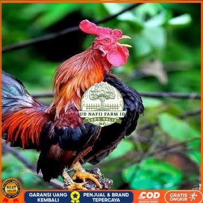 

Telur ayam ketawa dangdut slow gretek fertil siap ditetaskan UD NAFII FARM ID