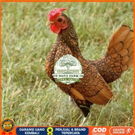 

Telur ayam serama / kate batik italy kanada fertil siap tetas UD NAFII FARM ID