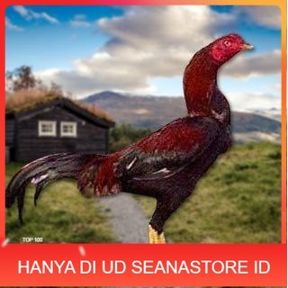 

Telur Ayam Pakhoy Tangguh Vertil Siap Di Tetaskan Jaminan Super Oiginal Bergaransi UD SEANASTORE ID