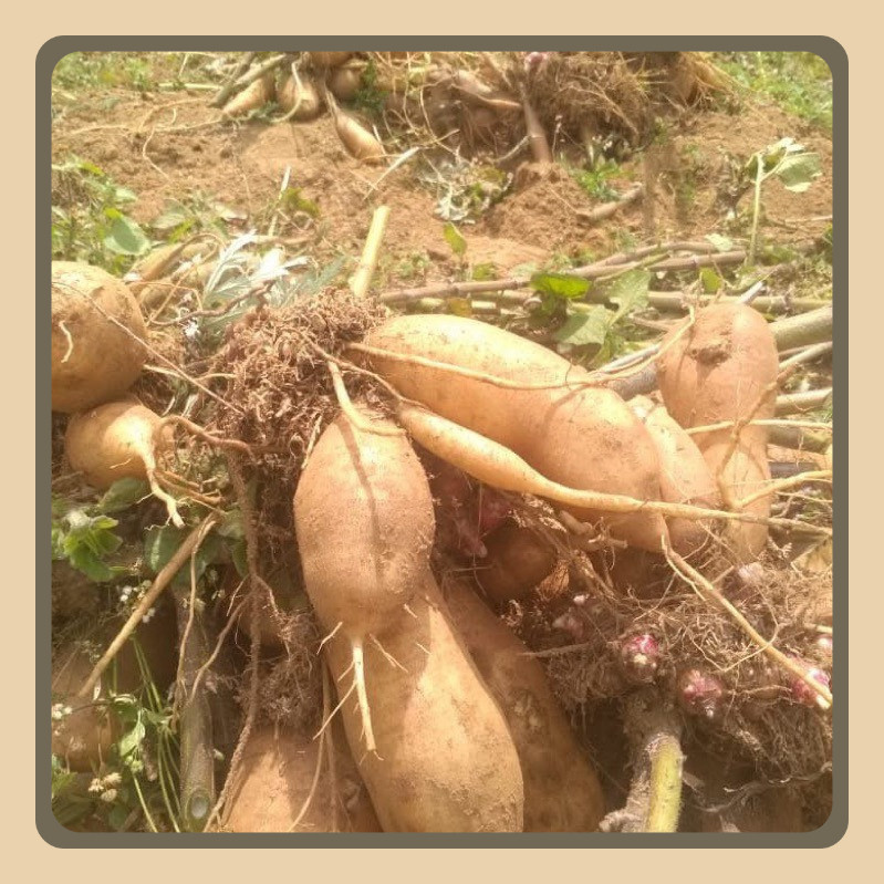 

Ubi Yakon Super Isi 1 Sampai 4 Buah Asli Dari Peru Di Budidayakan Di Wonosobo