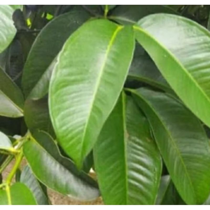 

new.. daun manggis herbal alami berkualitas tinggi 100 lembar