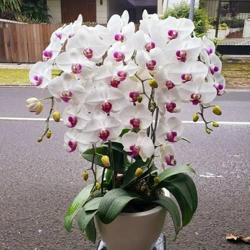 anggrek bulan jumbo spike knop - Putih LidhMerah