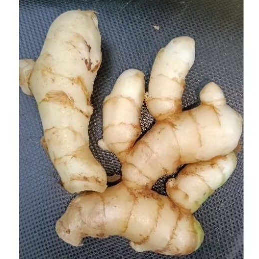 

Kunyit putih alami. Obat tradisional terpercaya. 1 kg