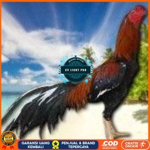 

telur ayam bangkok original untuk di tetaskan CV LIGHT PRO