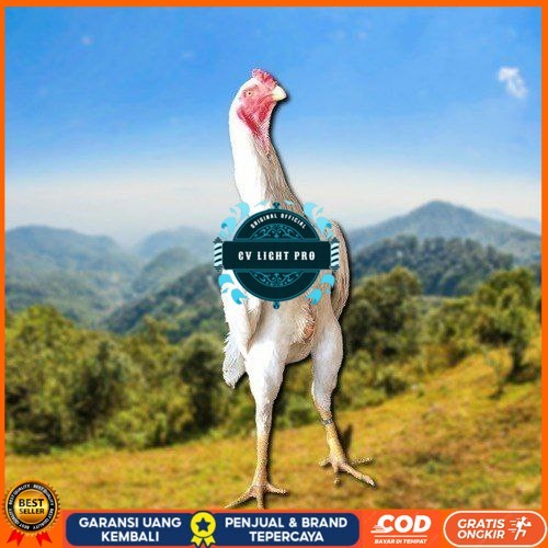 

telur tetas ayam shamo berkualitas CV LIGHT PRO