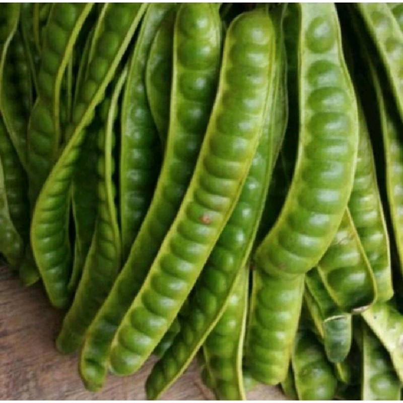 

Pete Tua Segar 1 Ikat/10 Lonjor Nutrisi Tinggi