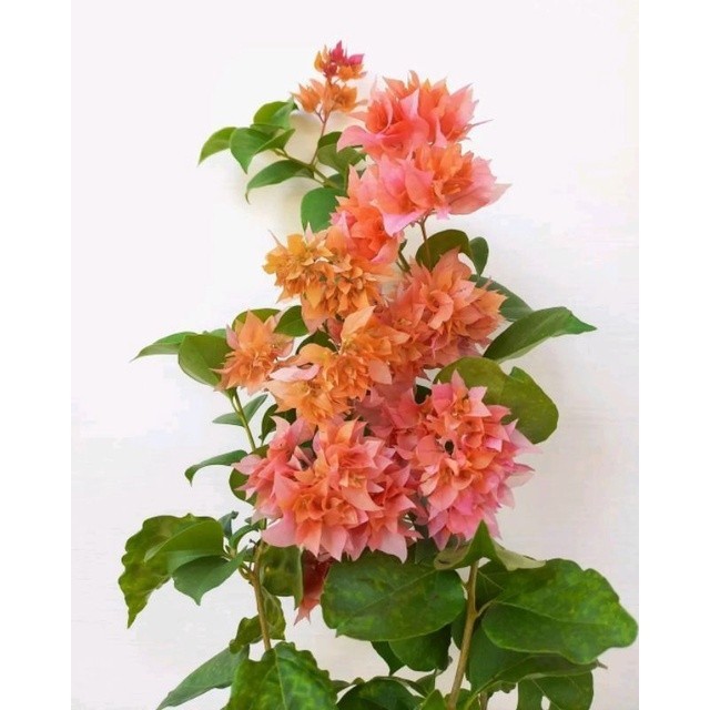 Bougenville Hawai Orange