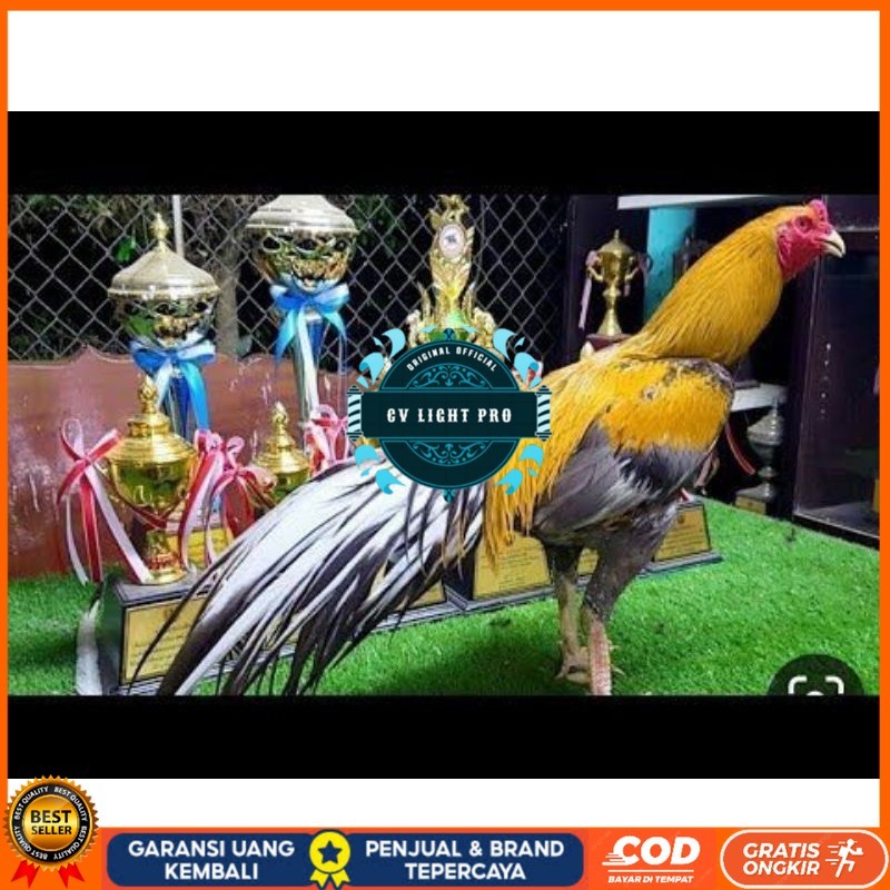 

PAKET 3 BUAH TELUR AYAM BANGKOK EKOR LIDI (FRESH) CV LIGHT PRO