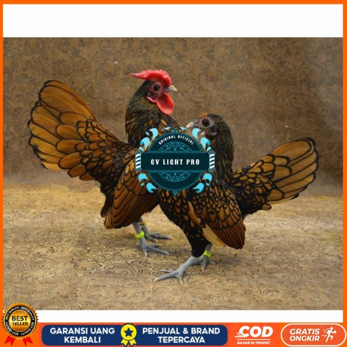 

Telur ayam serama kate batik kanada telur ayam hias fertil siap kirim CV LIGHT PRO