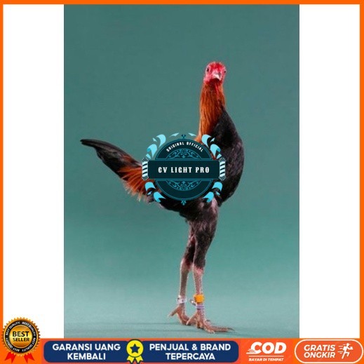 

TELUR AYAM HIAS MGB MODERN GAME BANTAM UNTUK DI TETASKAN CV LIGHT PRO