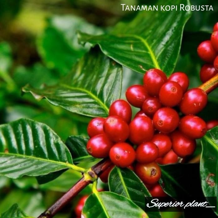 BIBIT KOPI ROBUSTA TANAMAN KOPI ROBUSTA