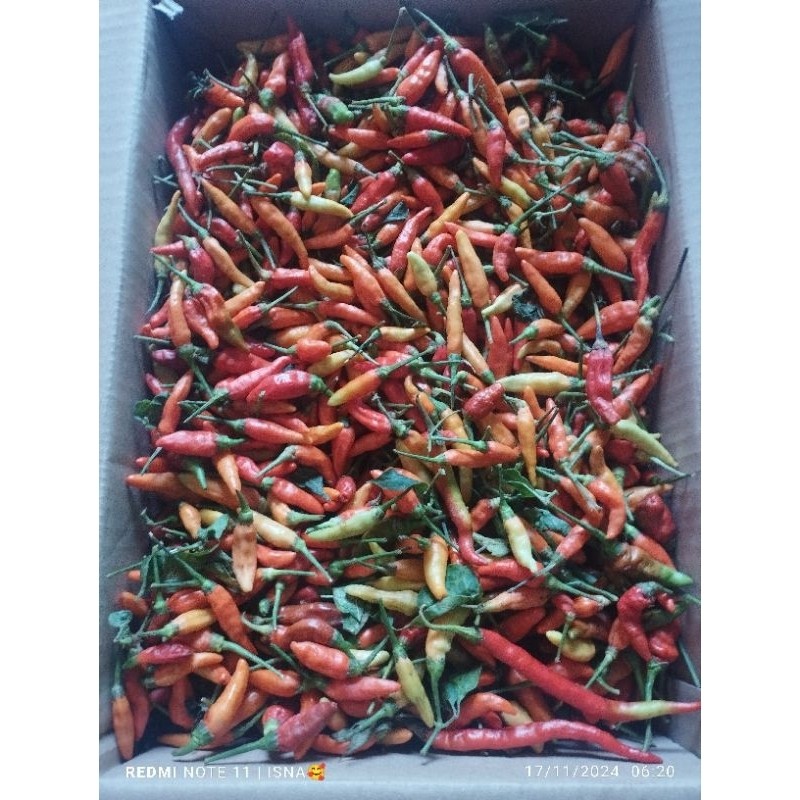 

Cabe Rawit Pedas Segar Dari Petani Jatim Saja terlaris berkualitas