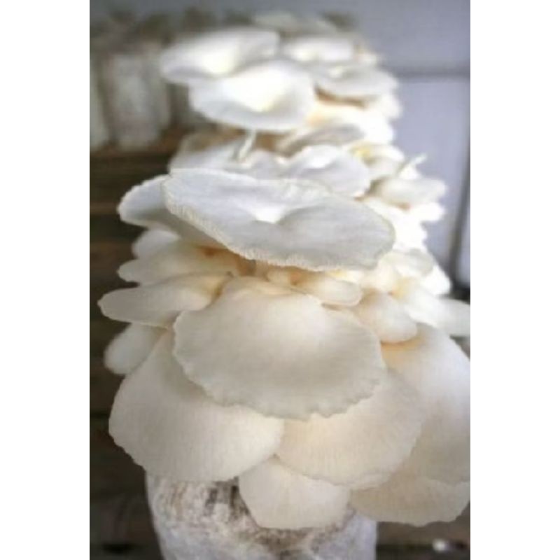 

Jamur Tiram 1 kg Oyster Mushroom (R-S)
