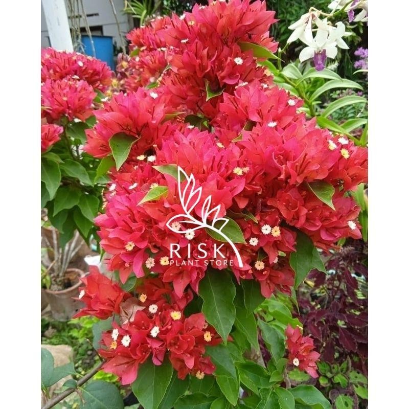 promo tanaman pohon bunga Bougenville bunga merah cabai / tanaman hias