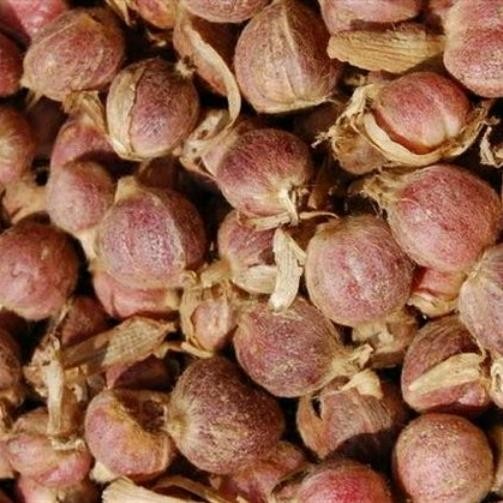 

Kapolaga basah 1kg ready