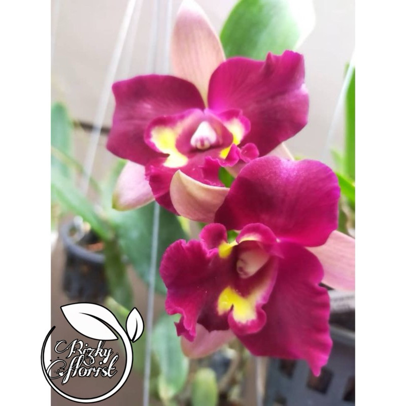 AnggrekCatleya//ChomyongBeuty-SiapBerbunga