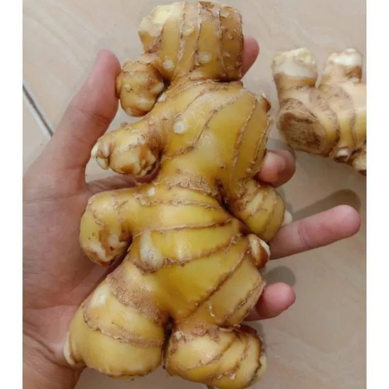 

LAMPUYANG FRES LEMPUYUNG LEMPUYANG SEGAR 1 KG AR