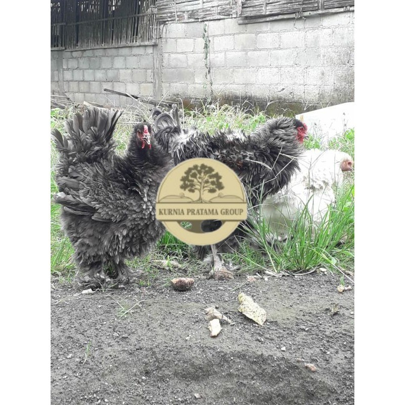 

TELUR AYAM HIAS BRAHMA BULU WALIK / AYAM BRAHMA FRIZEL UNTUK DI TETASKAN KURNIA PRATAMA GROUP