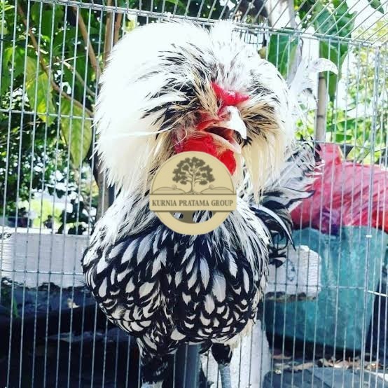 

telur ayam poland hias fertil siap ditetaskan - ayam polan KURNIA PRATAMA GROUP